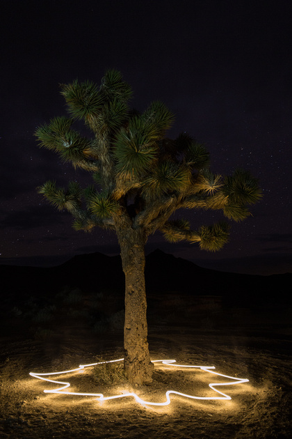 Joshua tree at night, Lee's Flat