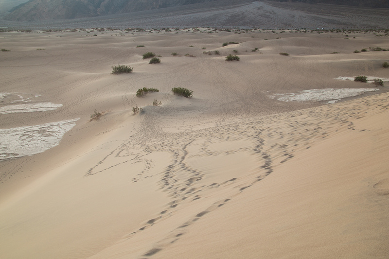 A million footprints, Mesquite dunes