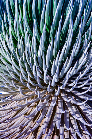 Silversword, Maui