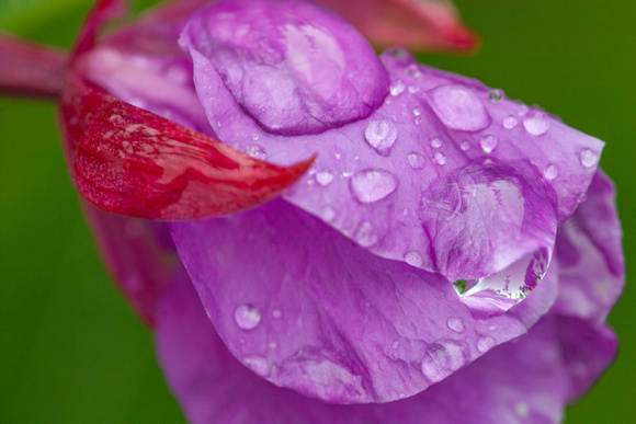 Fireweed, Alaska