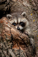 Raccoon