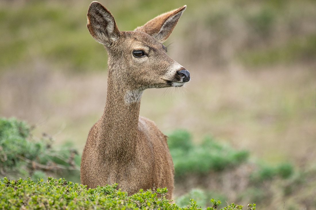 Black Tail Deer, Tomales Point