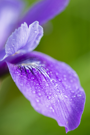 Douglas Iris, Abbotts Lagoon Trail