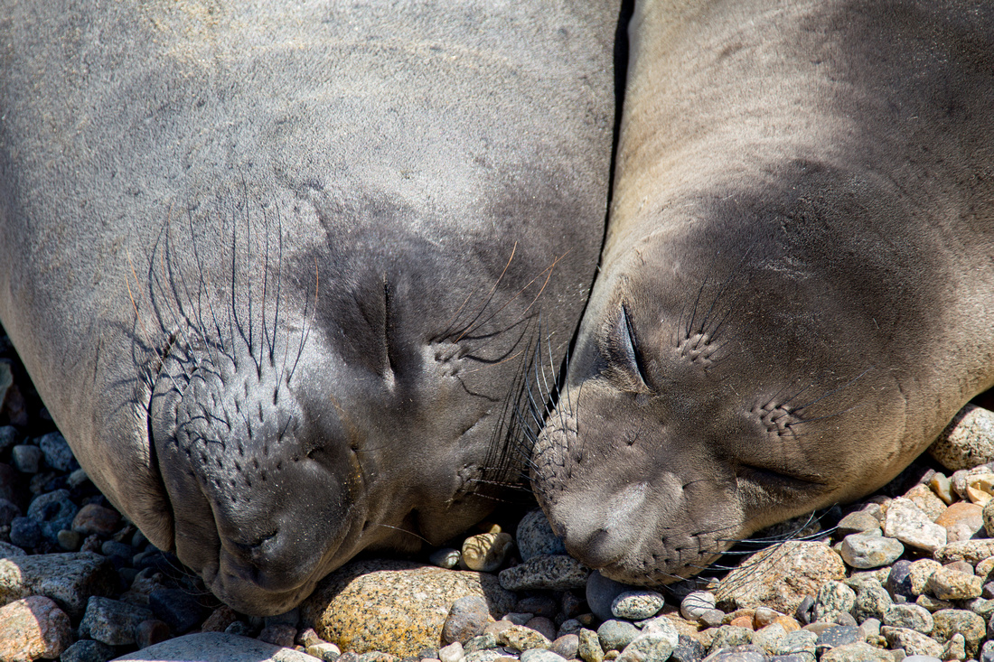 Elephant seals, Chimney Rock