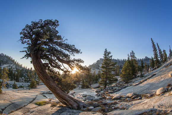 Bristlecone pine, Yosemite