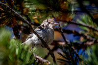 Gray Flycatcher