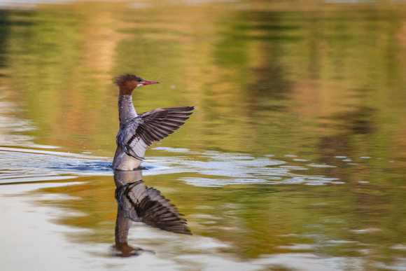 Common Merganser