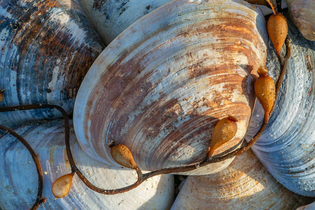Seashells and kelp