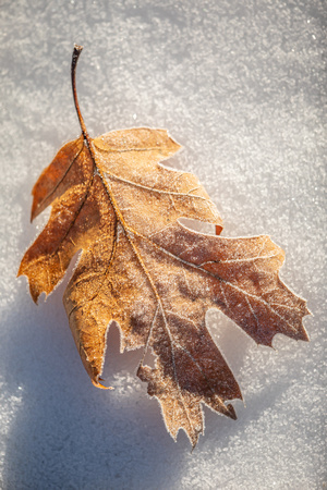 Frosted Leaf