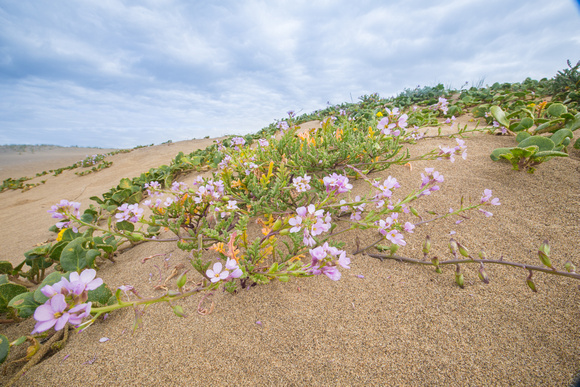Dune wild flowers, Abbotts Lagoon Trail