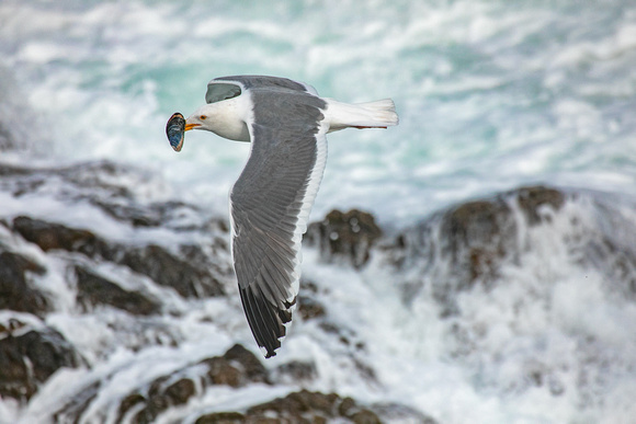 Gull with mussel, Tomales Point
