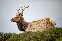 Tule Elk, Tomales Point Trail