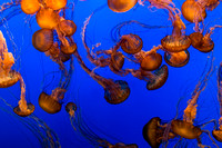 Jellyfish, Monterey Bay Aquarium
