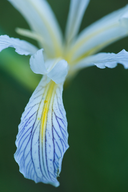 Bowl tubed iris