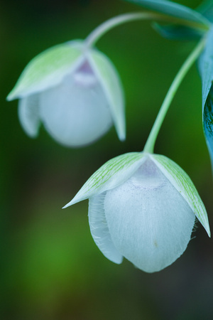 Globe lily