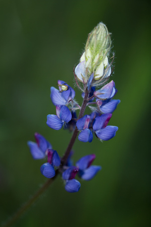 Lupine