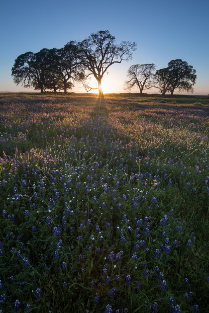 Lupine field with Oak trees at sunset