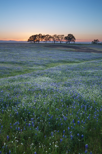 Lupine field with oak trees at sunset