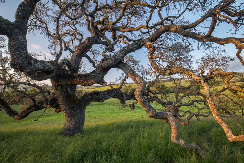 Oak tree detail at sunset