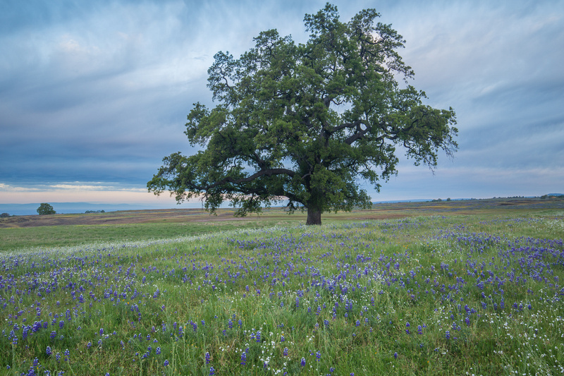Lupine field with oak tree