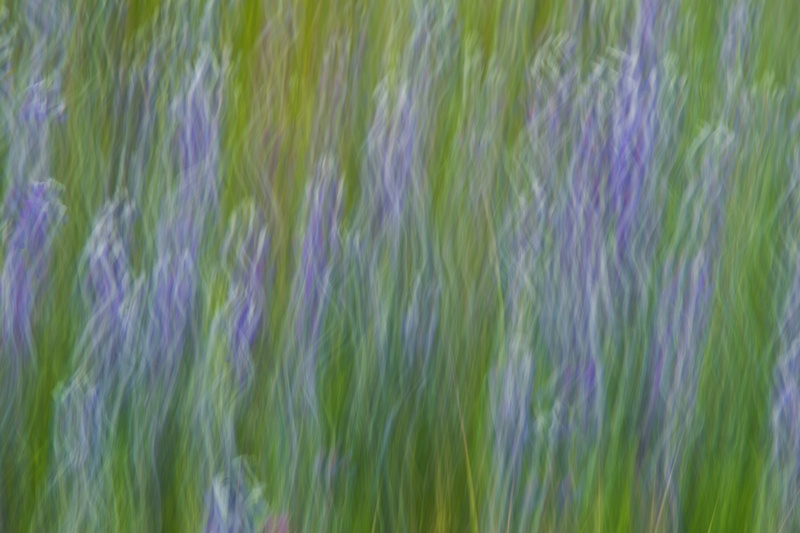 Lupine abstract