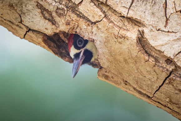 Acorn Woodpecker