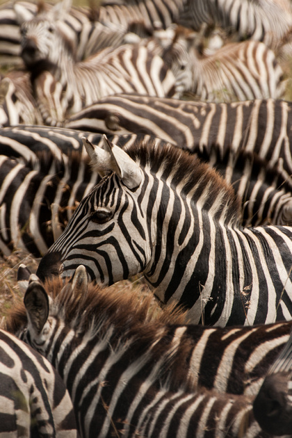 Zebra herd, Tanzania