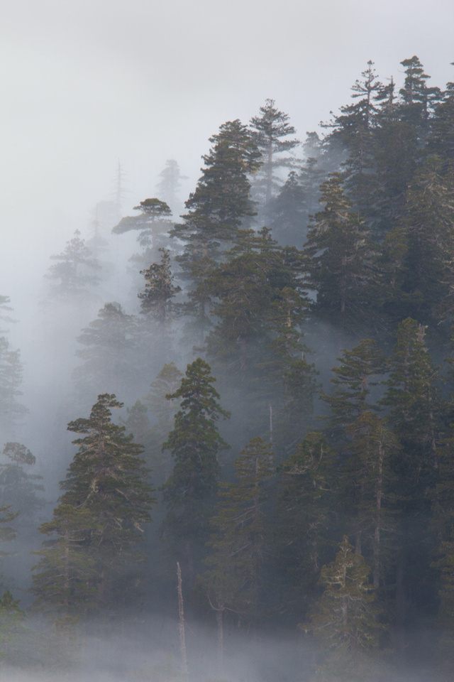 Trees and fog, Redwood National Park