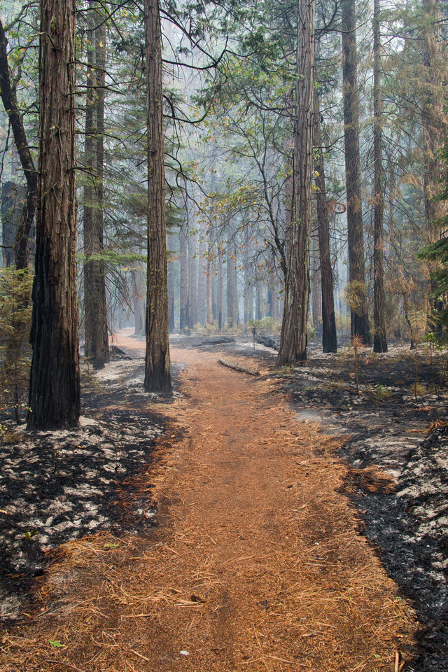 Prescribed burn, Yosemite National Park