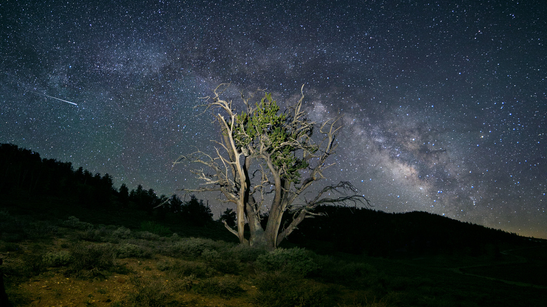 Milky way over ancient bristlecone pine tree