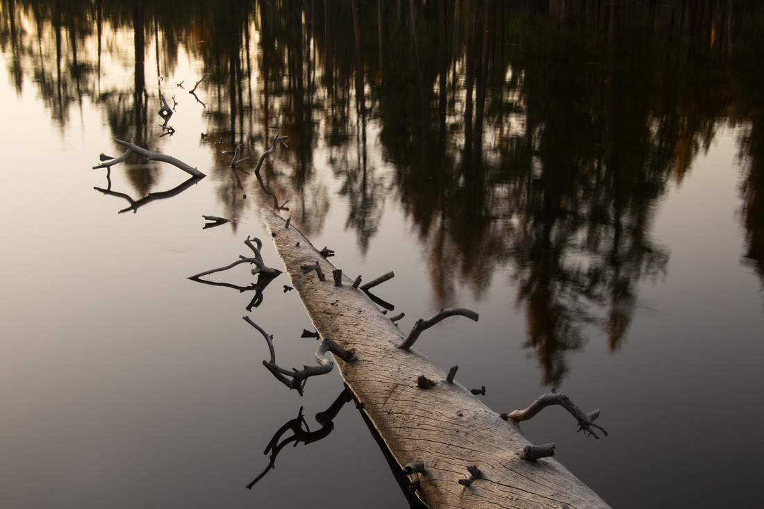 Log in Reflection Lake