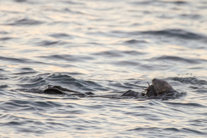 Sea Otter, Soberanes Cove