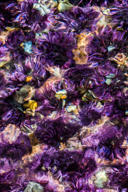 Sea urchins (long exposure)