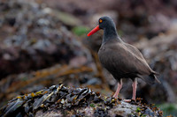 Black Oystercatcher