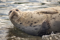 Harbor Seal