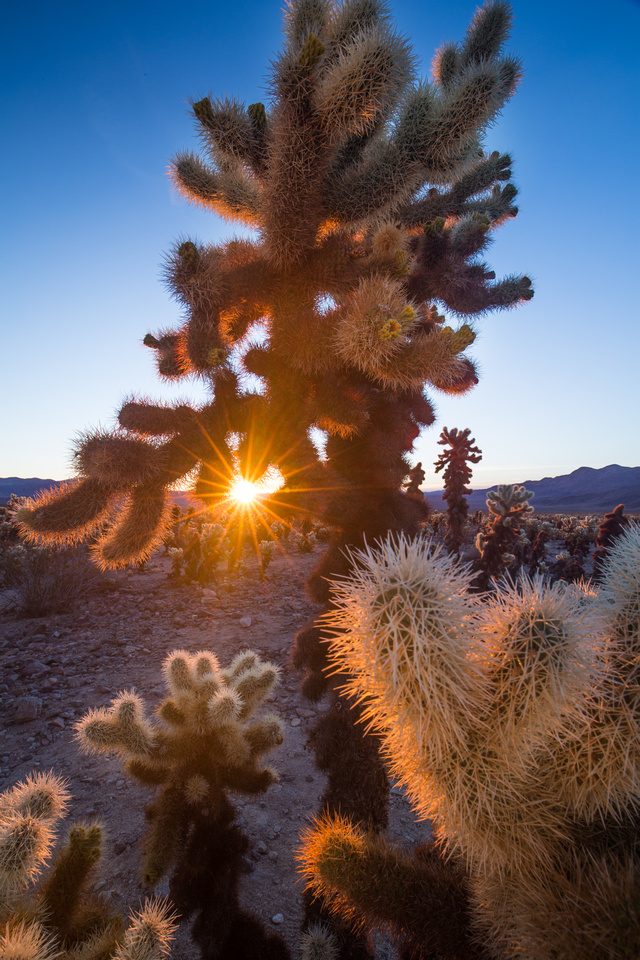 Cholla Cactus, sunburst at sunrise, Joshua Tree National Park