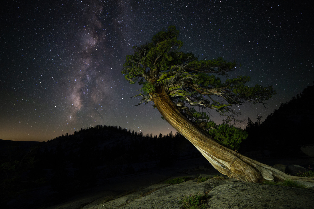 Tree and Milky Way, Yosemite National Park