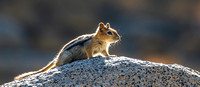 Golden-mantled ground squirrel