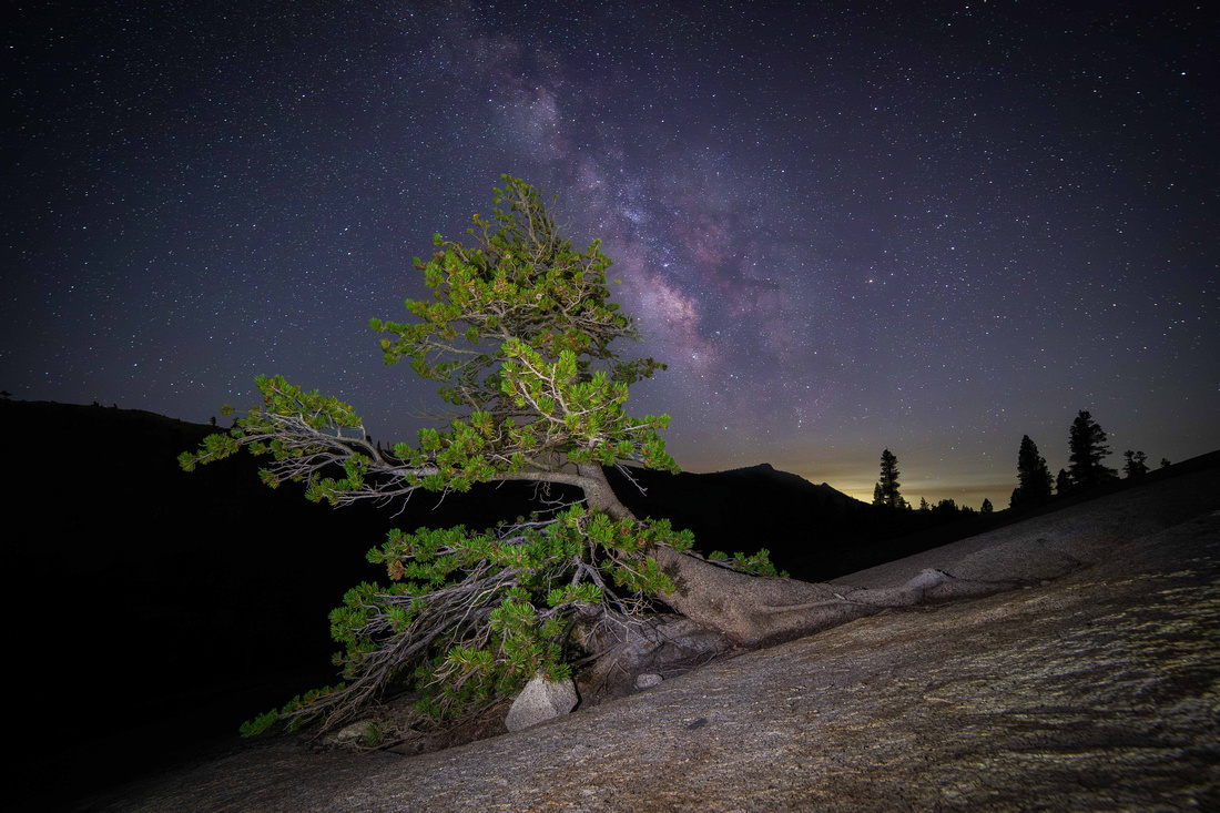 Tree and Milky Way, Olmstead Point