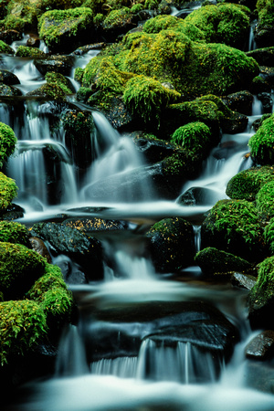 15 year old image of a stream at Olympic National Park