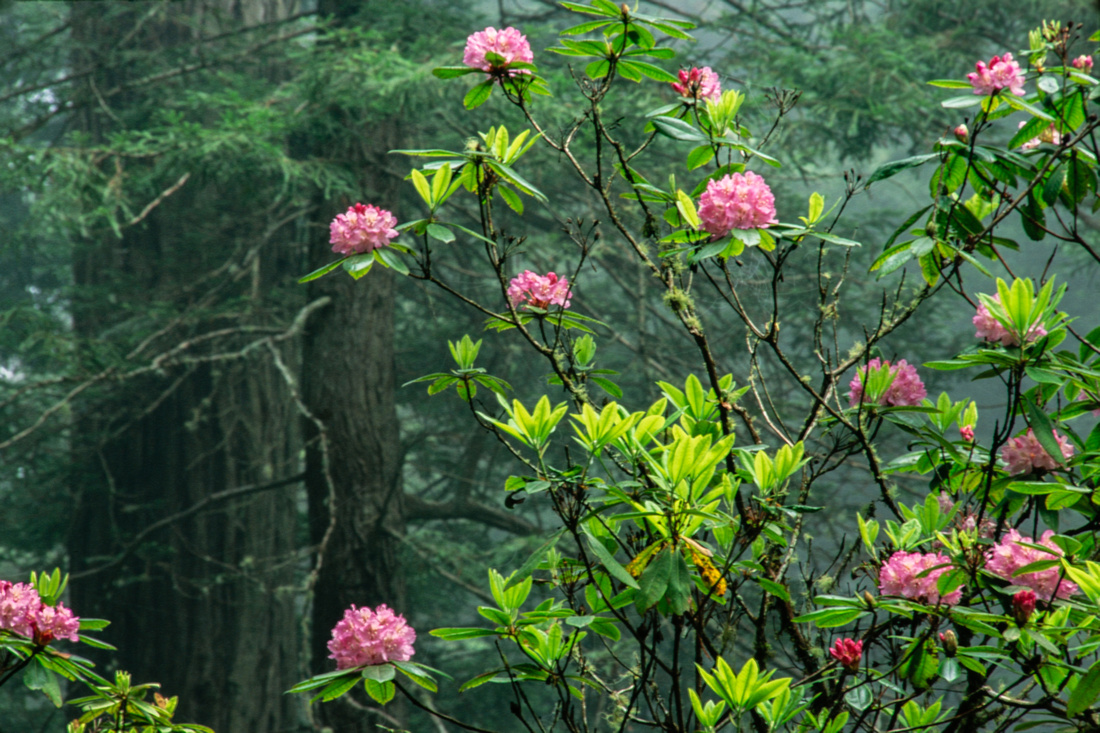 15 year old image of rhododendrons at Redwoods National Park
