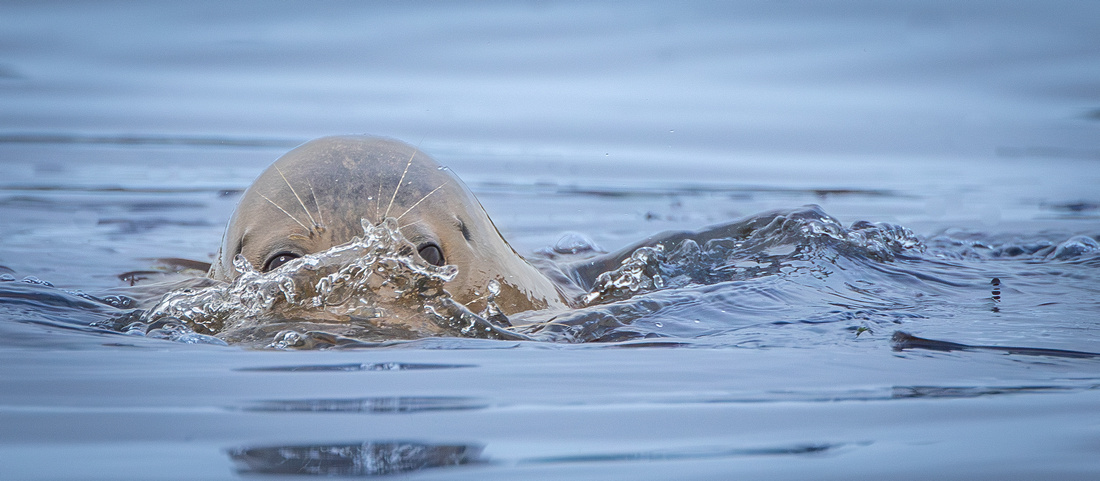 Harbor Seal