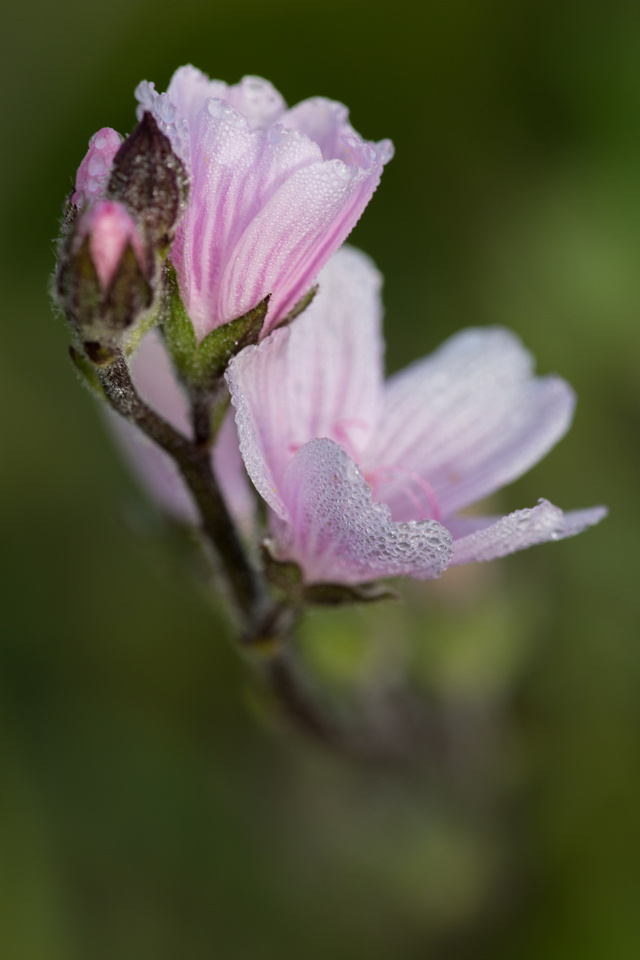 Checkerbloom