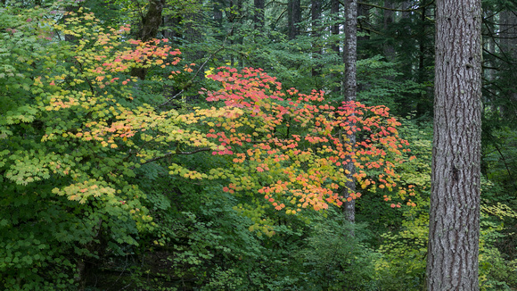 Beginning of fall color