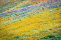 Wildflowers, Arvin California