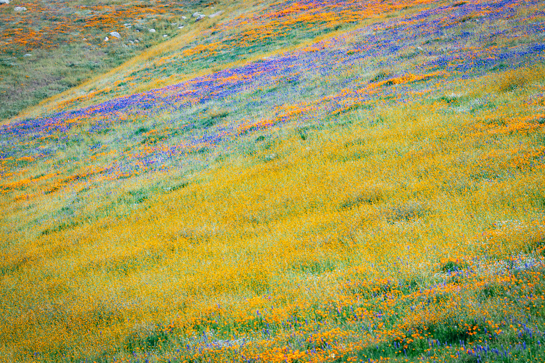 Wildflowers, Arvin California