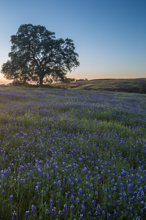 Lupine field with oak tree at sunset