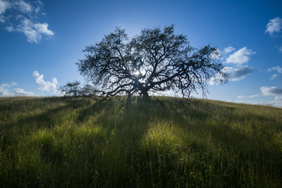 Oak tree silhouette