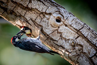 Acorn Woodpecker