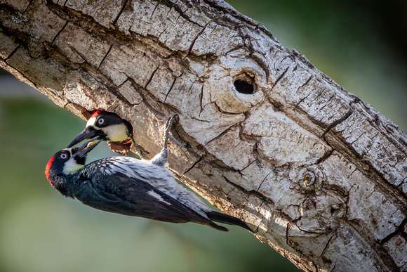 Acorn Woodpecker